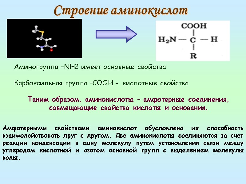 Строение аминокислот    Аминогруппа –NH2 имеет основные свойства  Карбоксильная группа –СООН
